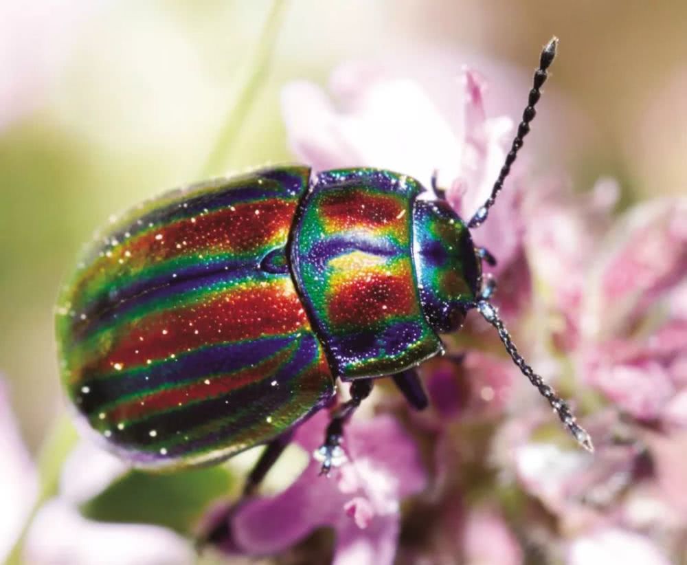 闪耀夺目的甲虫