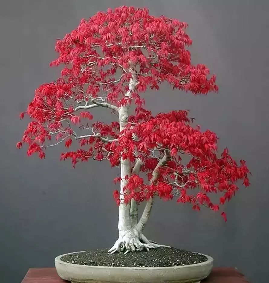 红枫盆景的制作和养护