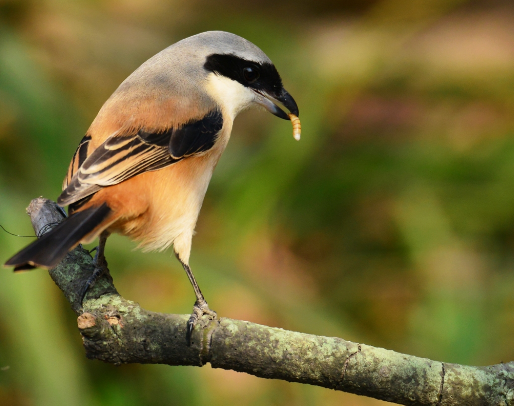 这种小鸟还没二两重,却敢抓老鼠和蛇吃,连老鹰也被它欺负过|伯劳鸟