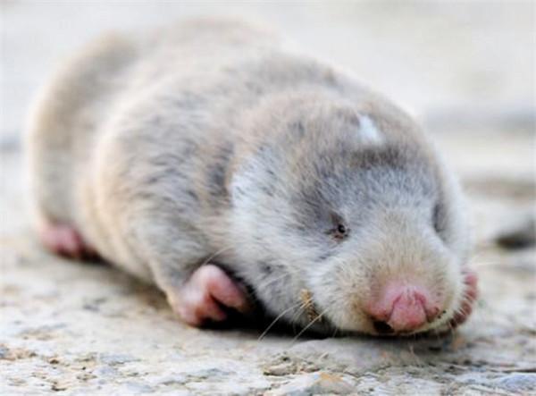 常年住"地下室",睡着很难叫醒|高原|鼢鼠|若尔盖草原_新浪新闻