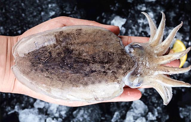 墨鱼的"墨汁"是什么成分,真的能吃吗?涨知识了