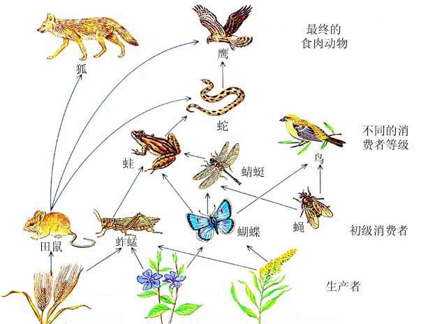 食草动物|食物链|能量_新浪新闻