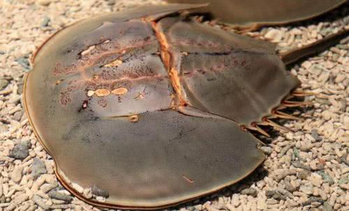 吃货|鳄鱼|马蹄蟹_新浪新闻