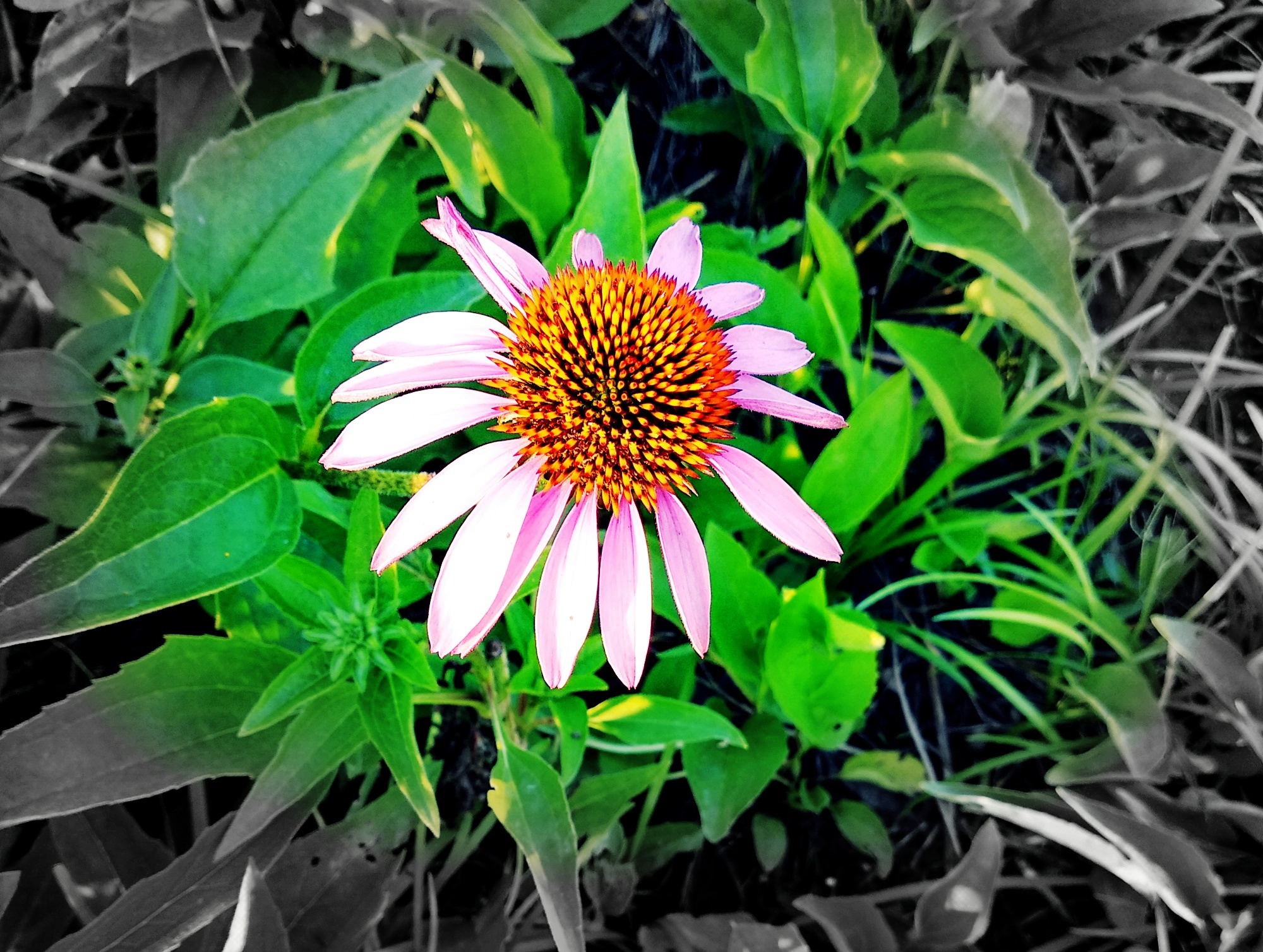 根鸟|金枝|女孩_新浪新闻