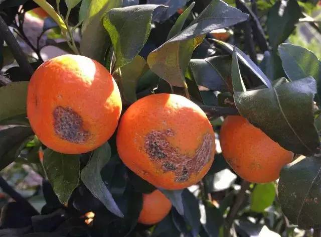 即便是暖冬,果农也要警惕柑橘霜冻的"奇袭"