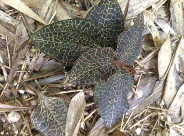 叶片有网纹的1种草,人称金丝线,1斤"900元",珍贵!