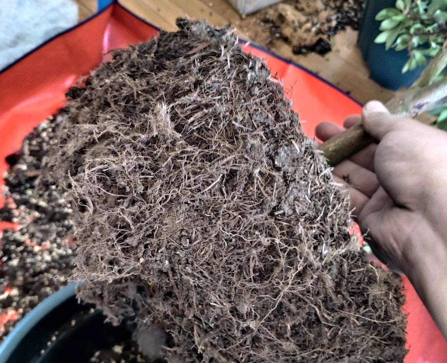 买回来用椰糠栽种的杜鹃花该怎么养?为什么大神建议洗根换盆