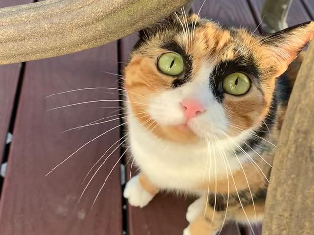 三花猫天生浓眉大眼,既英俊又逗比,网友:猫咪就是行走的表情包