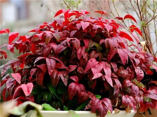 2种盆栽天气越冷长得越红叶子红果子红适合过年养