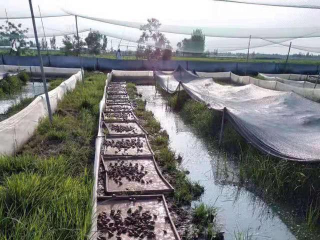 3年才长1两,可在林区养殖,40元一只不愁卖,农民却很担忧|林蛙|养殖|林