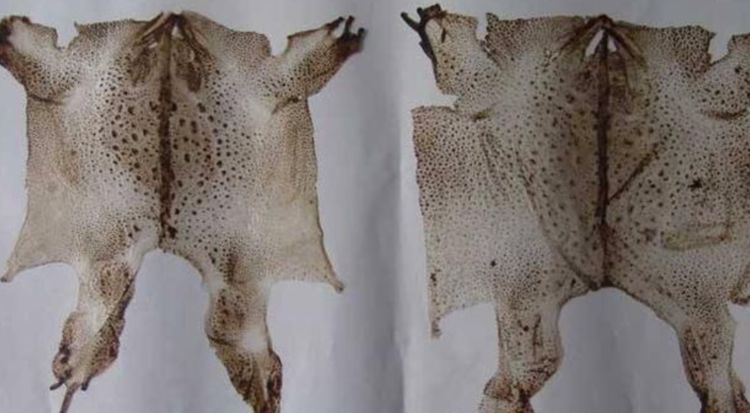 蟾蜍蜕皮,最开始知道有蟾衣是听村里老人说的,后来读过有关这方面的