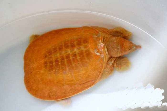 农夫鱼塘旁捡到罕见黄金甲鱼!放生几天后,发生的事令她无可奈何|甲鱼|