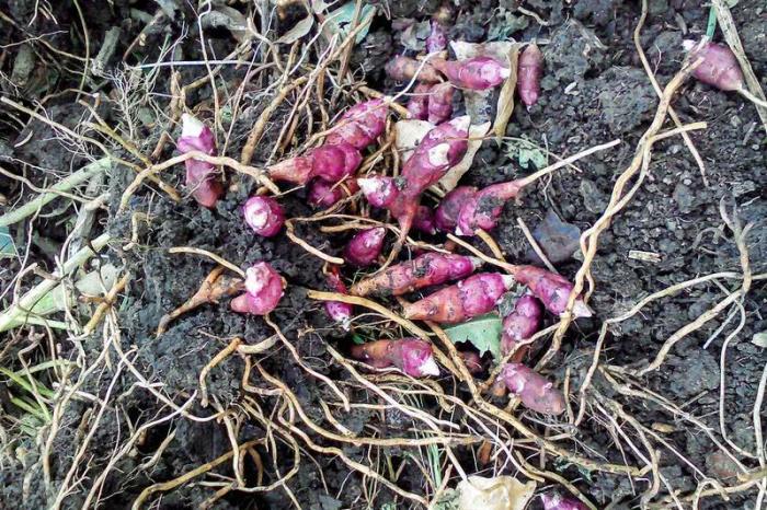 一挖几十斤,农民看见嫌弃,在国外却当宝贝|洋姜|鬼子姜|菊芋_新浪网