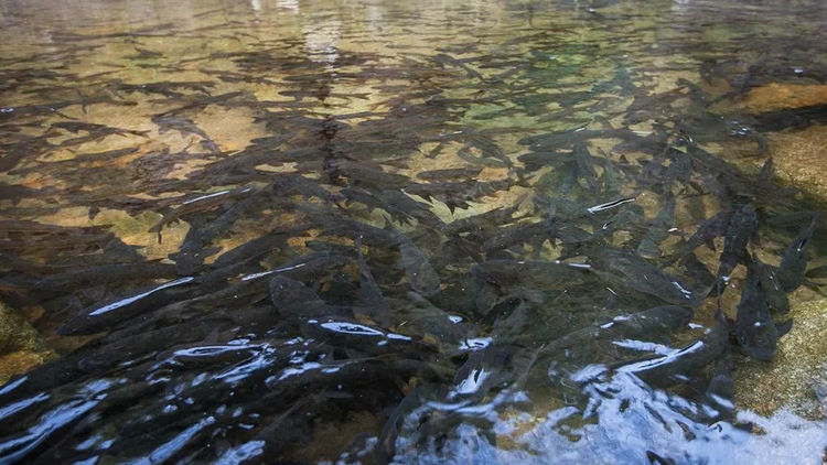 泰国有一种鱼没人敢吃,导致溪流鱼泛滥,成为纯天然鱼疗中心!