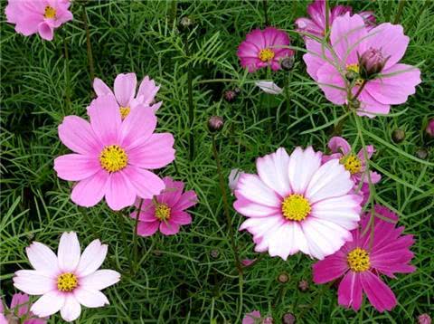 1種花耐旱好養,盆盆開花旺,養在陽臺變