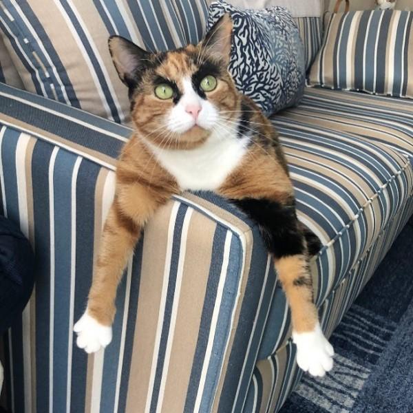 三花猫天生浓眉大眼,既英俊又逗比,网友:猫咪就是行走的表情包