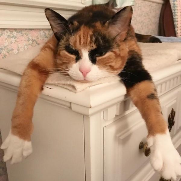 三花猫天生浓眉大眼,既英俊又逗比,网友:猫咪就是行走的表情包