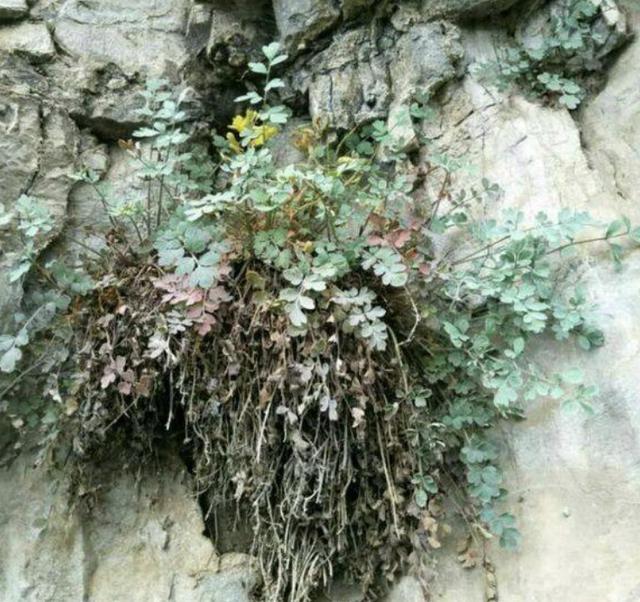 在山上很少发现1种野草会散发臭味1斤却值70元