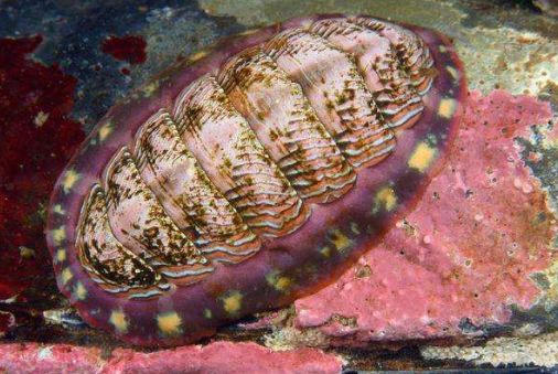 一块"会走路的肉",捡起来一看,吓得惊慌失措|外国|石鳖|小伙_新浪新闻