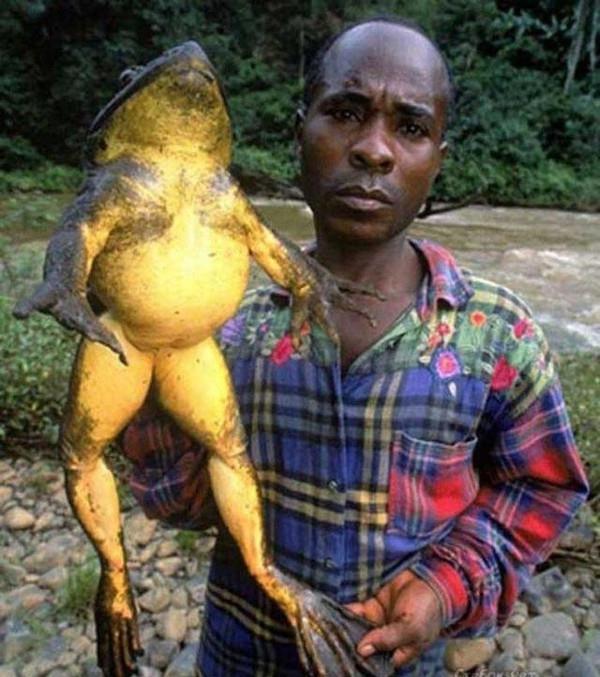 那些不可思议的大"怪物", 一个比一个长相奇葩