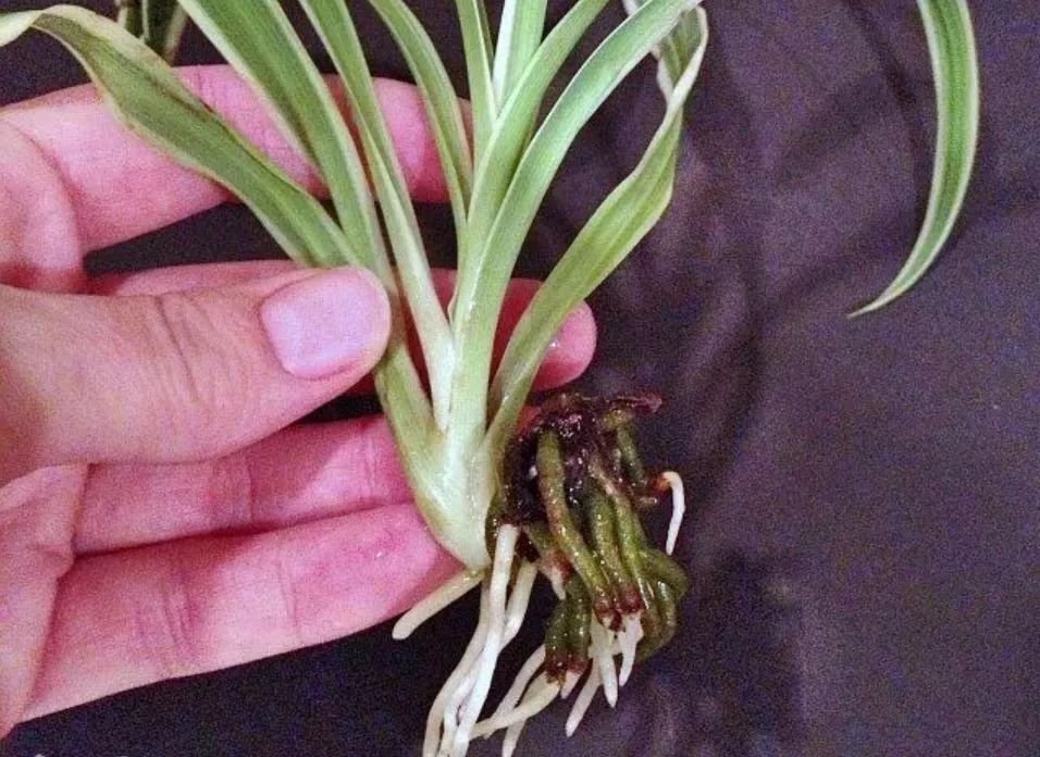 水培扦插的时候,不要让叶子浸泡在水里,吊兰的分枝底部一些气根可以触