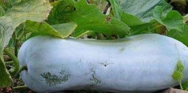 冬瓜如何整枝 学会这3个方法 不花一分钱 冬瓜产量翻一番