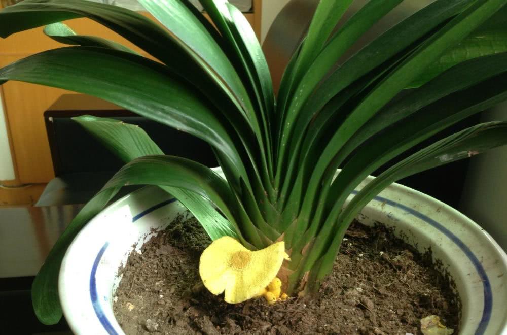 君子兰不见长不开花学2招小技巧快速恢复生长开花旺