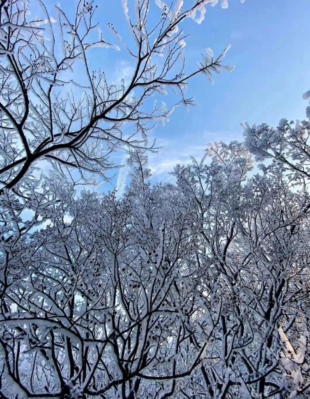 白头这大概就是冬天最美好的画面吧当我看到一片雪花落在你鼻尖只抿嘴