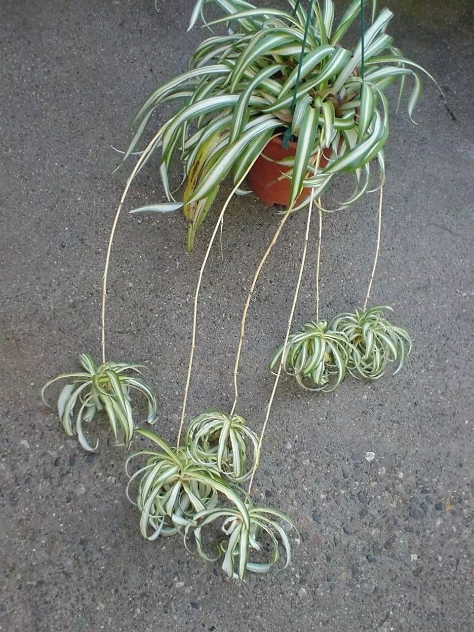 吊兰快速繁殖技巧,一盆变多盆,用这三种方法培育特别快