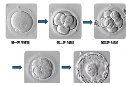 三分钟教你看懂胚胎培育