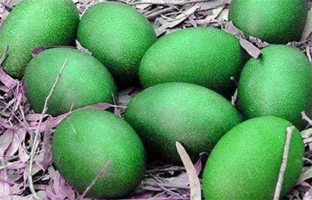 大爷在树林捡到一窝怪蛋村民一句话让他后悔不已