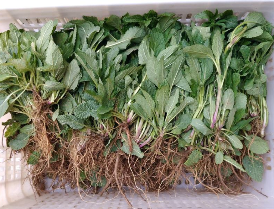 其实这种野草就是蛤蟆草,因为叶片表面凹凸不平,形似蛤蟆皮而得此名