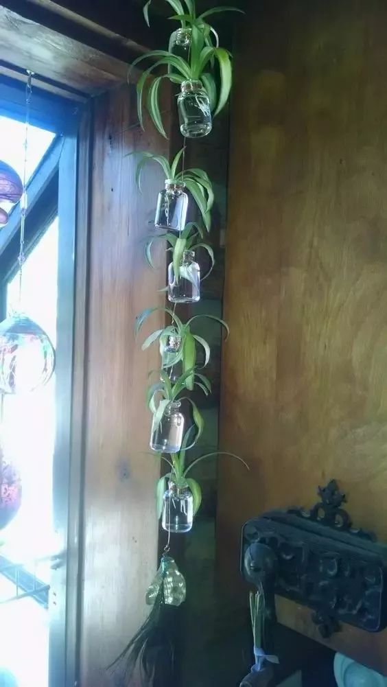 吊兰快速繁殖技巧,一盆变多盆,用这三种方法培育特别快