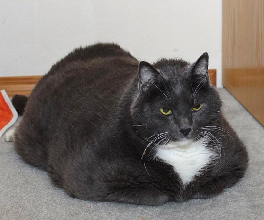 猫咪体型"胖成球",一年减掉6公斤,却仍遗憾去了喵星