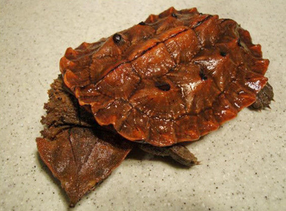 最丑的乌龟,长成怪兽模样,却吃的多长得快!