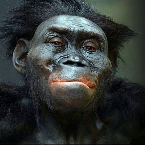 然而目前的考古研究证明,人类起源于南方古猿,在此之前经历了更加漫长