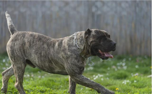 禁养犬加纳利犬不仅打得过比特犬还经常伤人甚至致死的狗狗