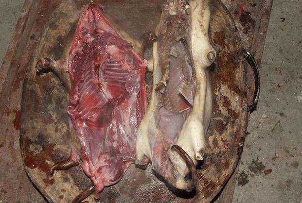 云南|竹鼠|野味_新浪新闻