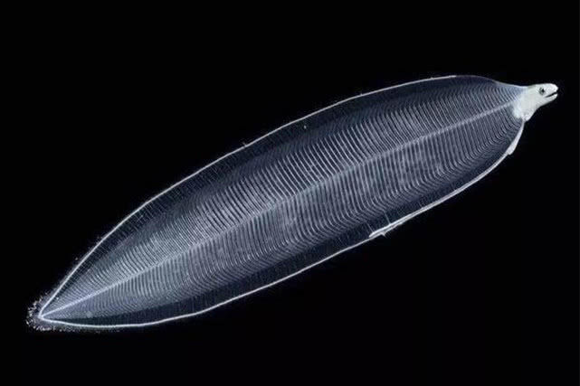它是一种会"隐身"的鱼,全身透明,薄如柳叶,游动时像一条丝带|柳叶鳗