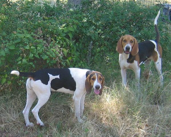 树丛浣熊猎犬:不仅会赶猎物上树,还会自己爬树的狗狗