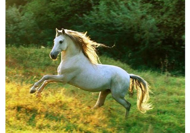 心理测试:三匹千里马,哪一匹你最喜欢?测你赚钱的最大优势