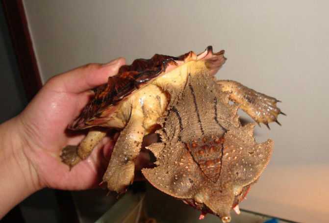 最丑的乌龟,长成怪兽模样,却吃的多长得快!