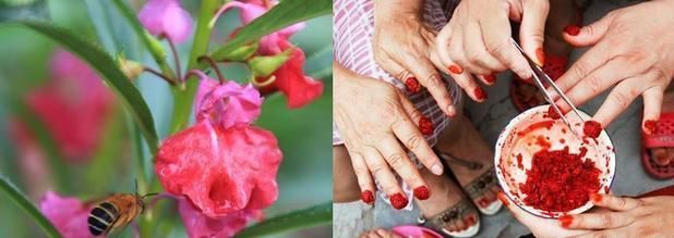凤仙花在农村也叫指甲花,它的花瓣碾碎了,掺上点儿白矾,是可以染指甲