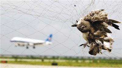 鸟撞上正在飞行的飞机,后果有多严重?看完背后一阵发凉