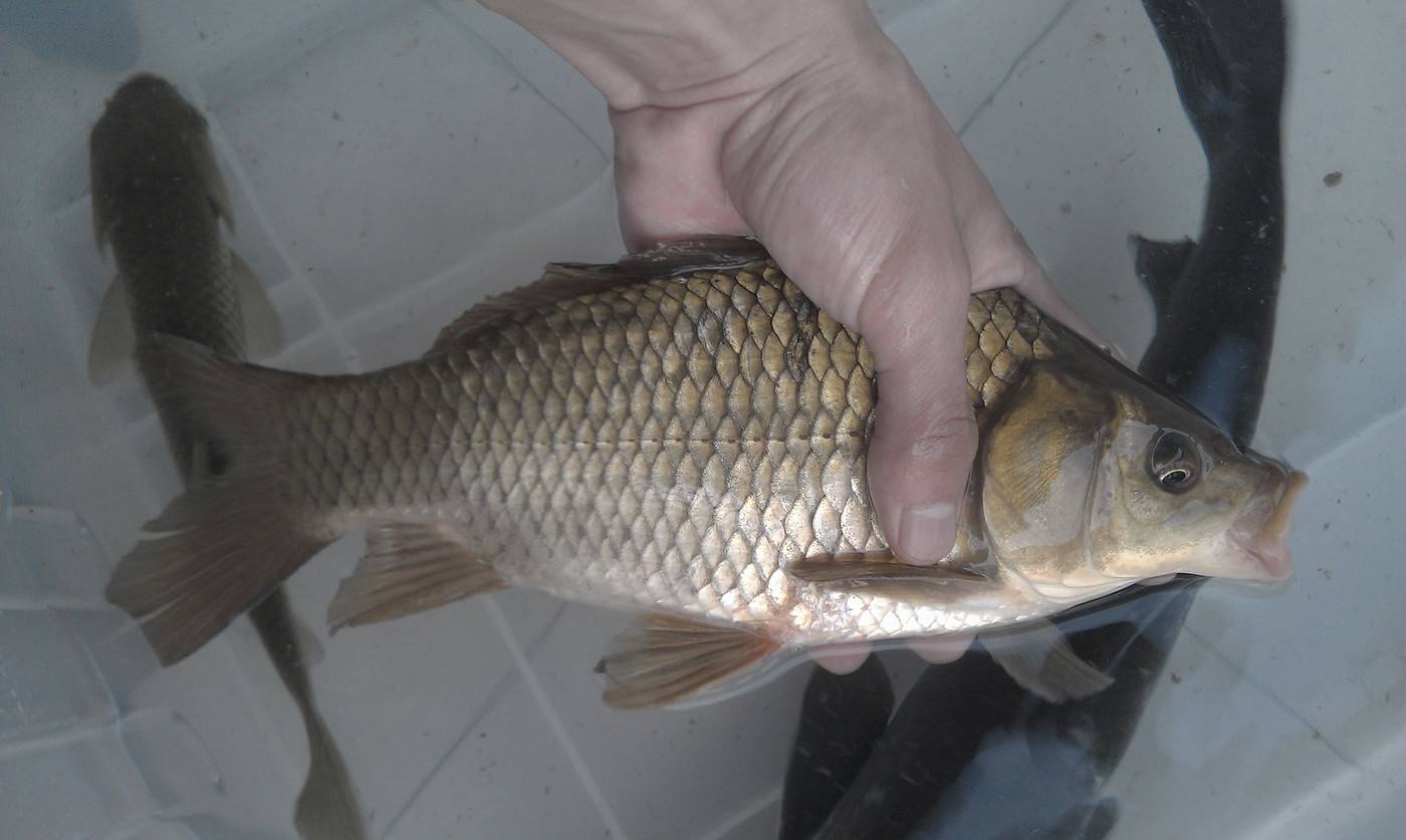 近10年没涨价的鱼类,过去很受追捧,现在越来越不爱吃,为啥|涨价|鲫鱼