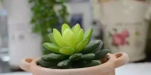 多肉植物遇虫害别慌 五种驱虫方法试试看 多肉植物遇虫害别慌 五种驱虫方法试试看