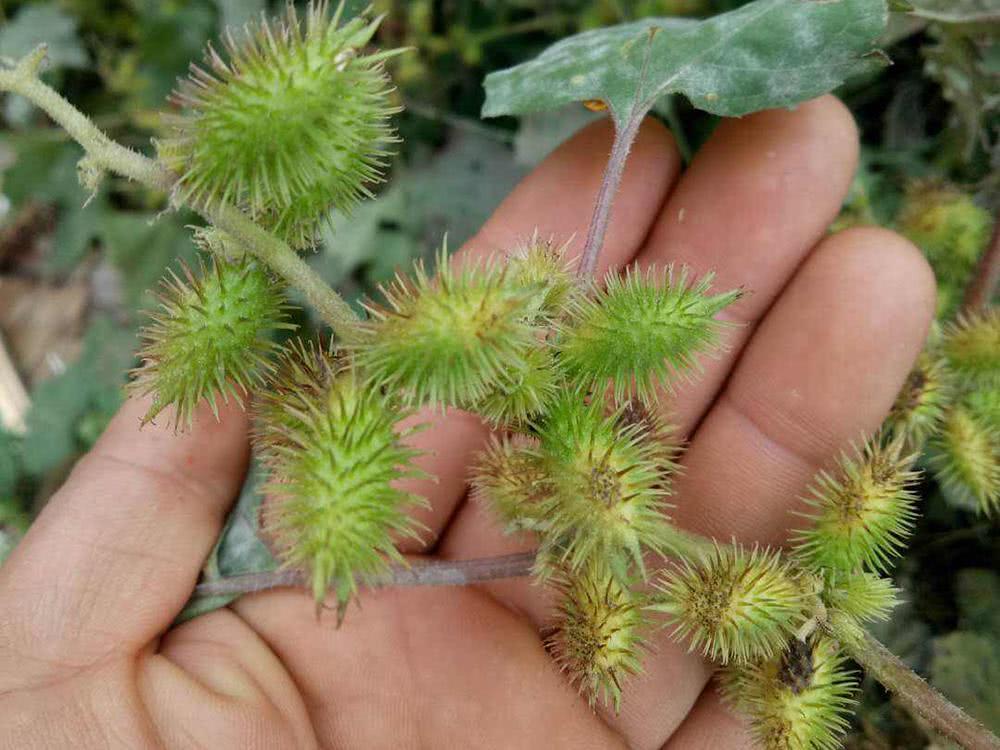 其实苍耳虽然对农作物有害,同时苍耳子对人体也有伤害,但是它本身却是