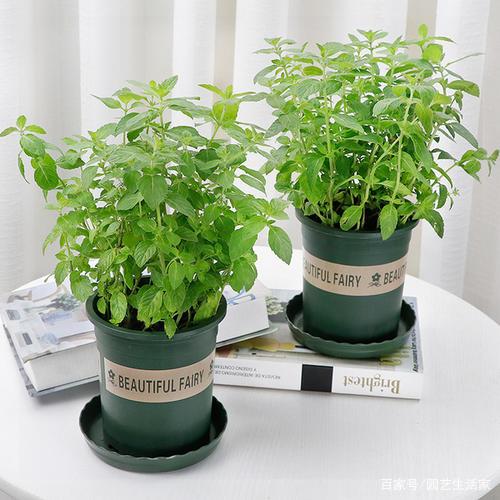 失眠就怕这种花,5块钱2盆,卧室养2盆,一觉睡到太阳升起!