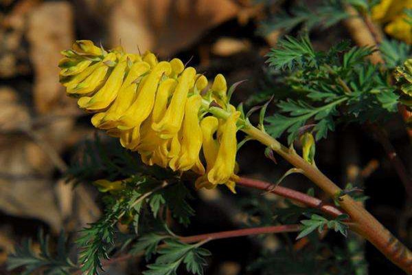 黄堇的功效与作用有什么?可以治疗那些疾病?