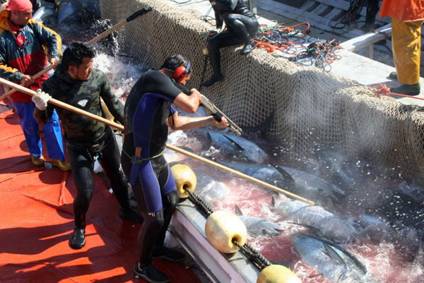 看到这样的一幕真的是惊呆了,这些渔民究竟打捞上来的是什么?